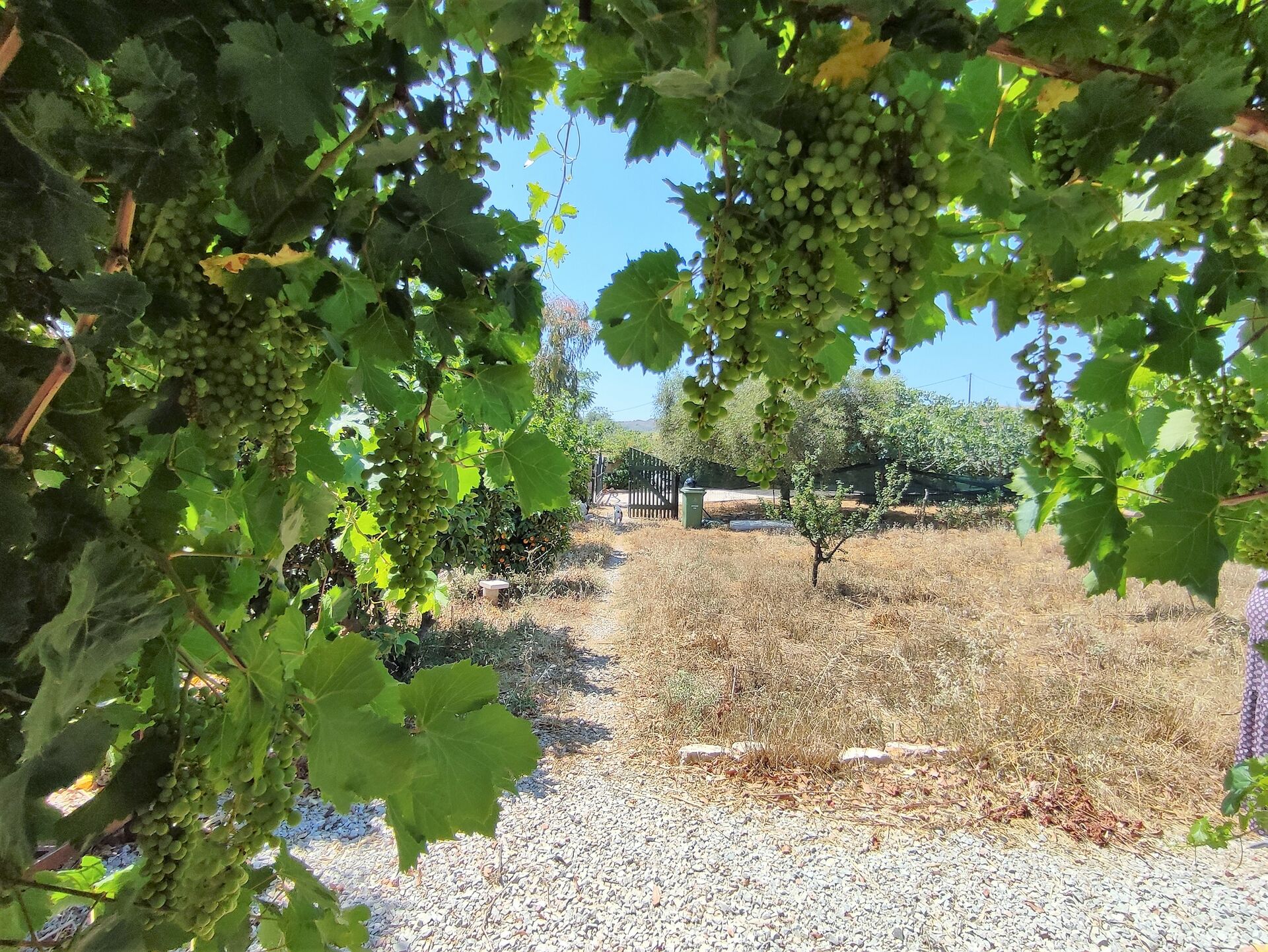 MEER geht immer! Landhaus mit Pool und Gästehaus in traumhafter Lage! in Mastichari - Kos
