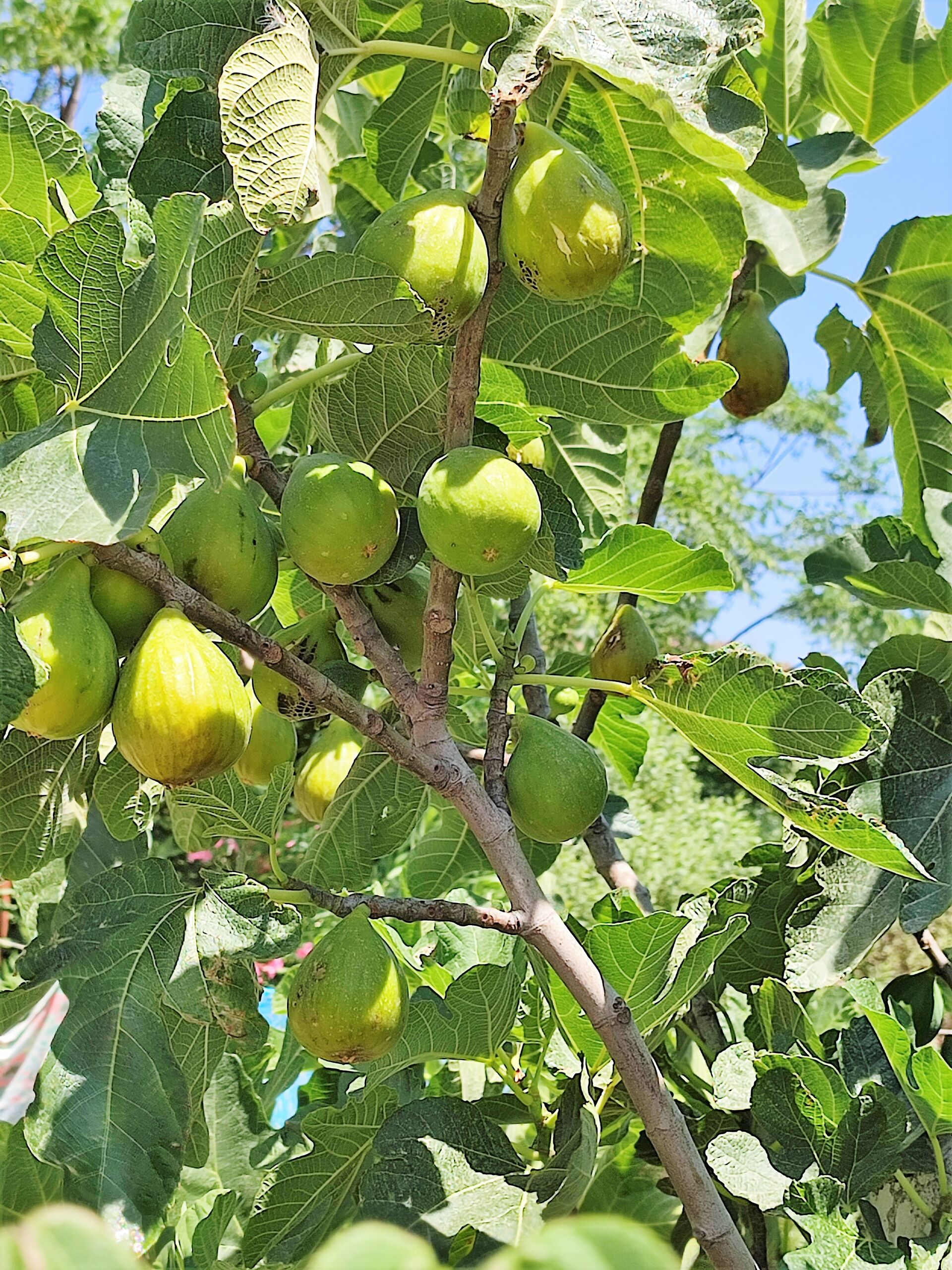 MEER geht immer! Landhaus mit Pool und Gästehaus in traumhafter Lage! in Mastichari - Kos