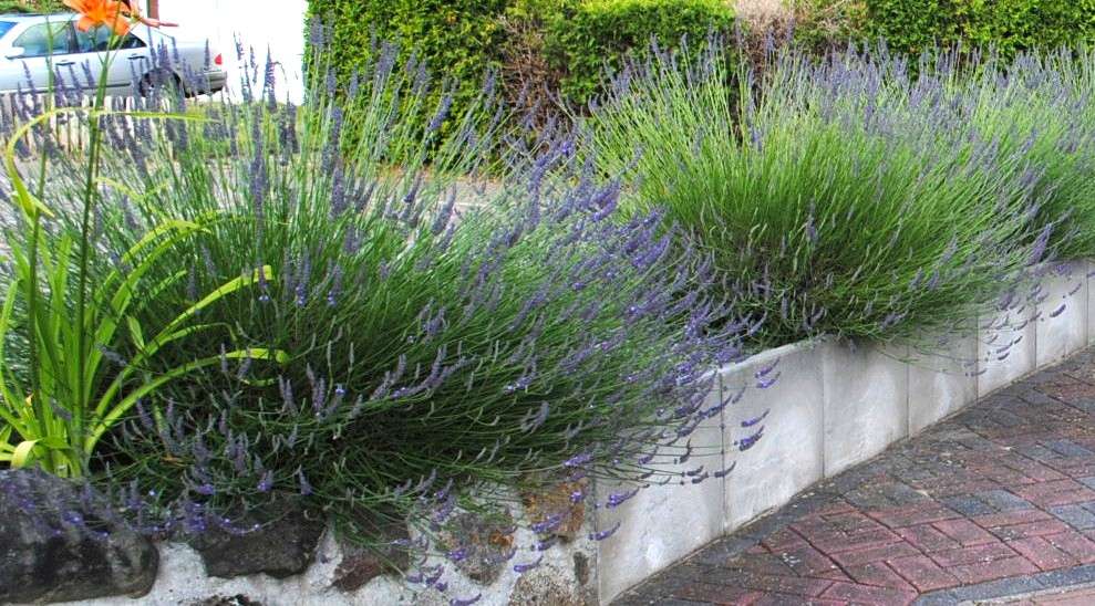 Wohnen und Arbeiten, wo Ruhe und Lebensqualität zuhause sind! in Dahlenburg